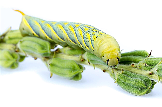 مكافحة آفات السمسم - كيفية قتل الحشرات التي تأكل نباتات السمسم