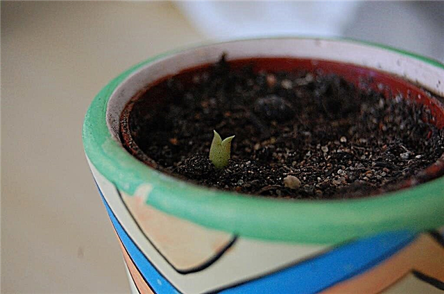Jak zasadit semena kaktusů - tipy pro pěstování kaktusů ze semen