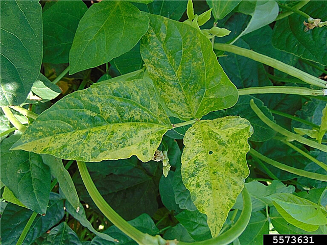 فيروس موزاييك البازلاء الجنوبية: تعرف على فيروس موزاييك من نباتات البازلاء الجنوبية