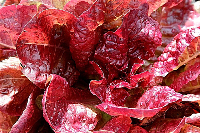 Was ist jugoslawischer roter Salat? Pflege jugoslawischer roter Salatpflanzen
