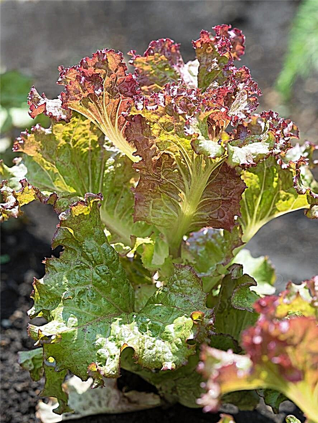 Hvad er De Morges Braun salat - Pleje af De Morges Braun salatplanter