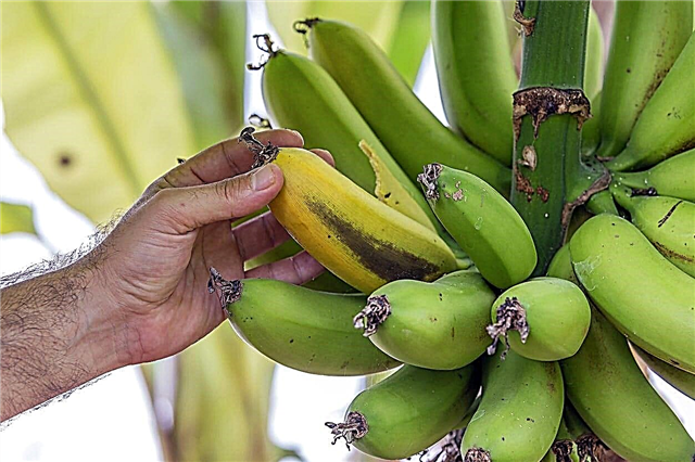 قضايا فاكهة شجرة الموز: لماذا تموت أشجار الموز بعد الإثمار