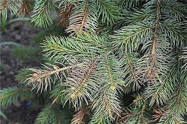 Conifer-naalden die van kleur veranderen: waarom heeft mijn boom verkleurde naalden