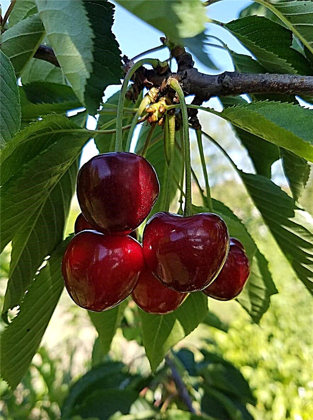 Mik a Romeo cseresznye: A Romeo cseresznyefa termesztése