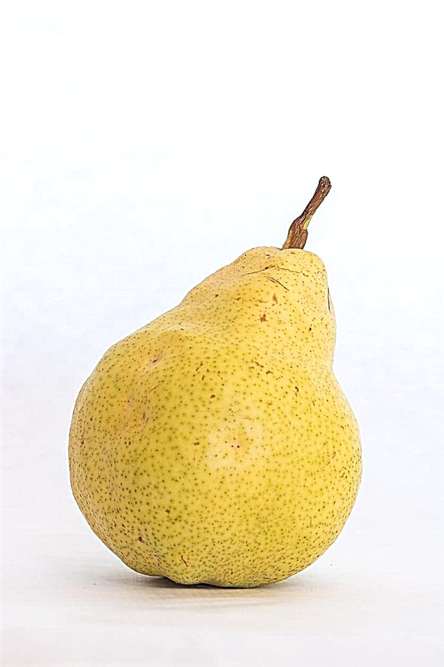 ข้อมูล Bartlett Pear - วิธีดูแลต้นไม้ Bartlett Pear