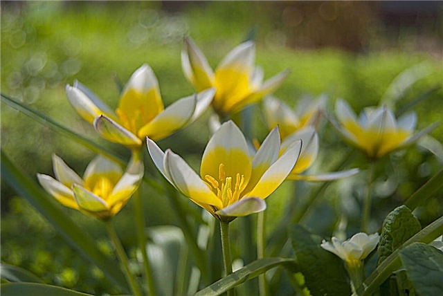 Informações da planta Kaufmanniana: dicas para o cultivo de tulipas em lírio d'água
