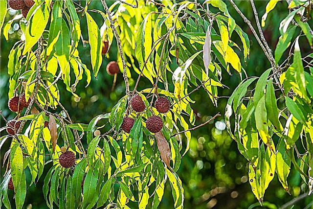 Sin fruta en el árbol de lichi: qué hacer cuando su lichi no está dando frutos