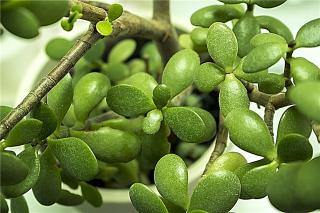 Plagas de insectos de jade: aprenda sobre las plagas comunes de las plantas de jade
