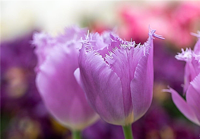Rosnące tulipany z frędzlami: informacje i pielęgnacja tulipanów z frędzlami