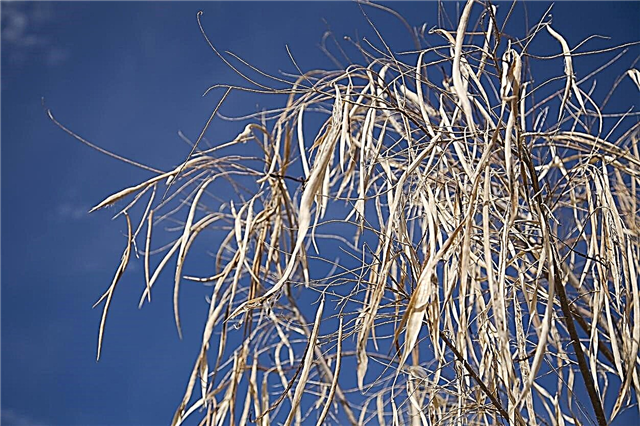 Klíčivost semen pouštní vrby - kdy zasadit semena pouštní vrby