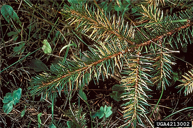 Spruce Needle Rust Control - Hvordan man behandler Gran Needle Rust