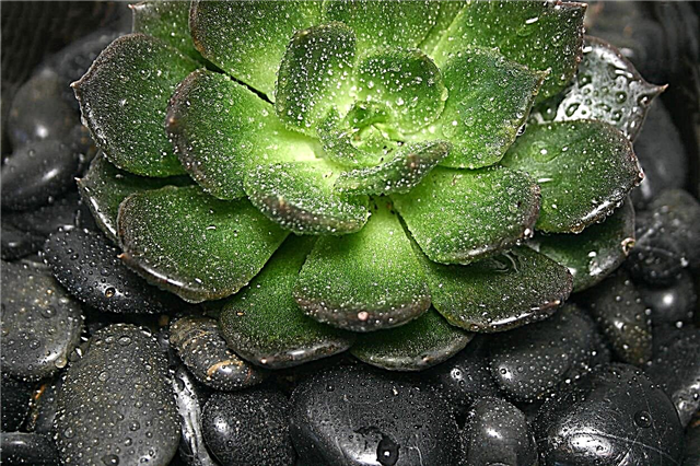 Echeveria ‘Black Prince’ - Tips voor het kweken van Black Prince Echeveria-planten