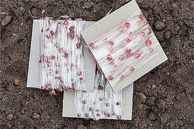Qué es la cinta de semillas: información sobre la siembra con cinta de semillas