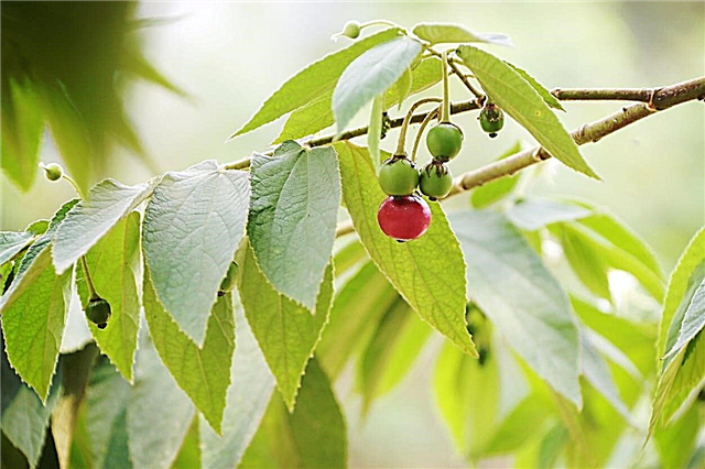 Apa Itu Berry Panama: Merawat Pokok Berry Panama