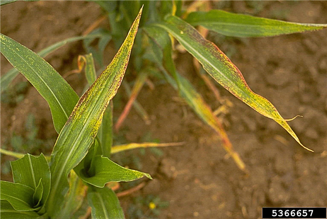 High Plains Disease In Sweet Corn - Behandeling van maïs met High Plains Virus