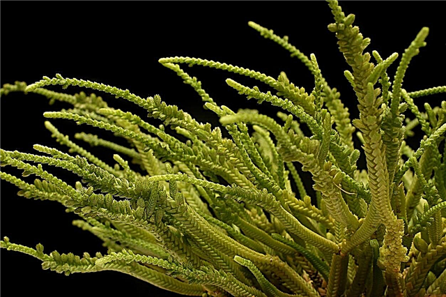Гледайте верига Crassula: Съвети за отглеждане на растения за гледане на вериги