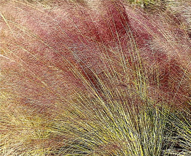 Nasveti za kalitev mahljaste trave: Kako gojiti travo Muhly iz semena