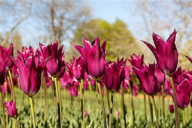 Podatki o tulipanih s cvetovi Lilije: Gojenje tulipanov z lili podobnimi cvetovi