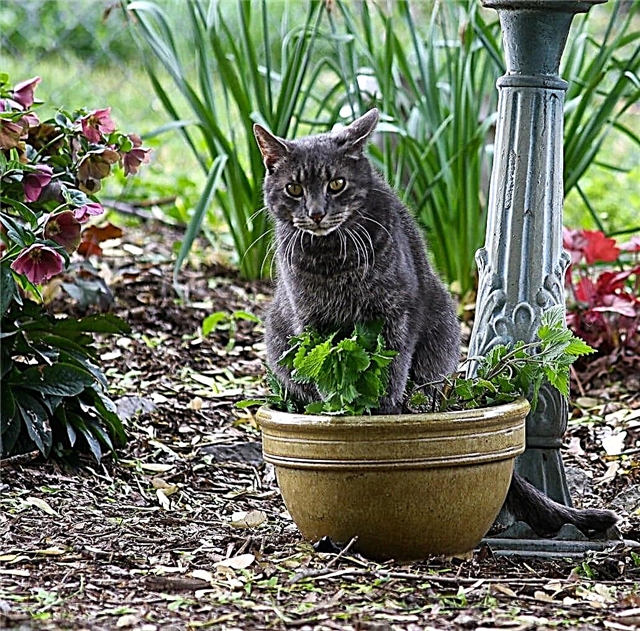 Los gatos se sienten atraídos por la hierba gatera: proteger su hierba gatera de los gatos
