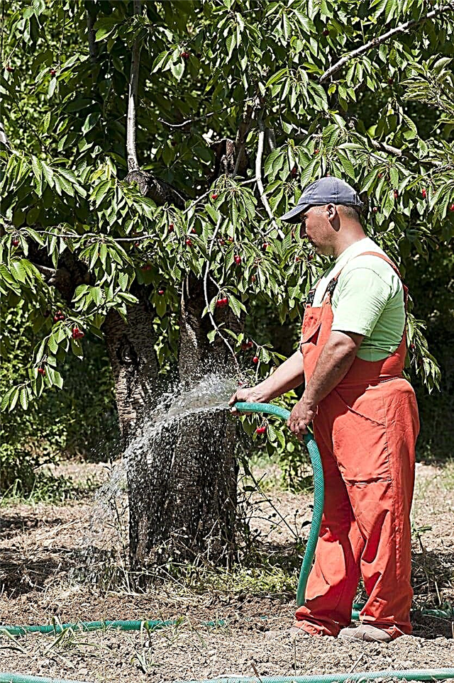 احتياجات مياه الكرز: تعلم كيفية ري شجرة الكرز