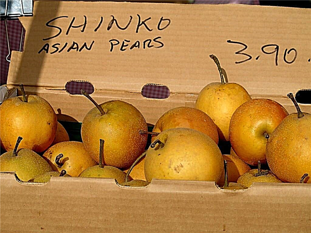 Shinko معلومات عن الكمثرى الآسيوية: تعرف على زراعة شجرة الكمثرى Shinko واستخداماتها