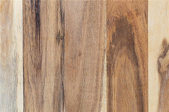Madeira das árvores de acácia: para que é usada a madeira de acácia