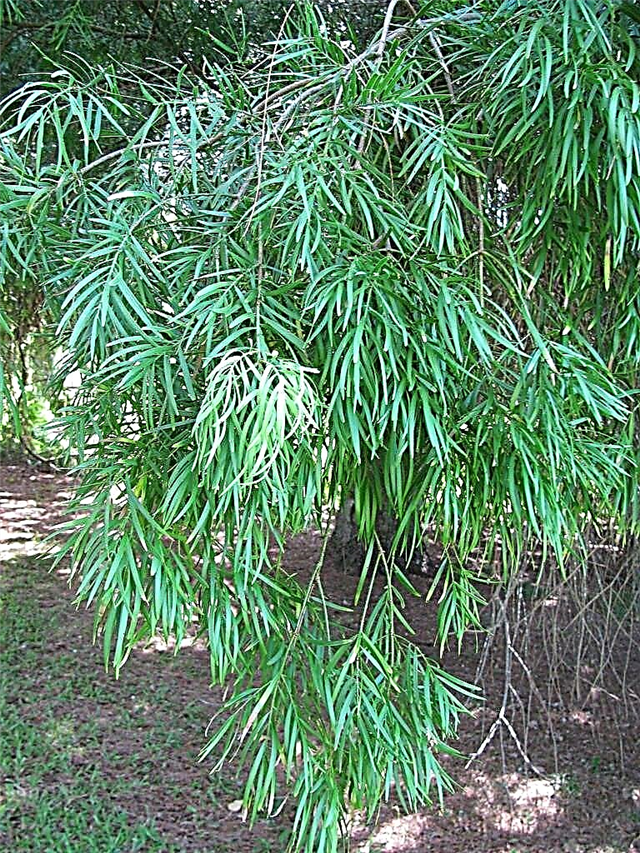 Qué es un pino de helecho: aprenda sobre el cuidado del pino de helecho africano