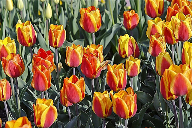 Fosteriana tulipanske rastline: sorte cesarja Fosteriana tulipani