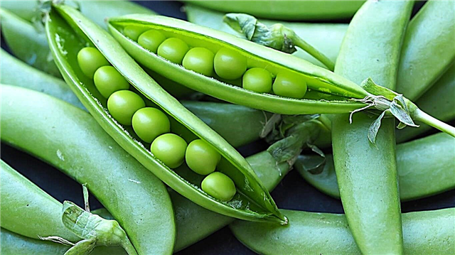 Misty Shell Pea Plants - Узнайте, как выращивать Misty Peas в саду