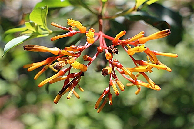 Популярні типи Firebush - дізнайтеся про різні види рослини Firebush
