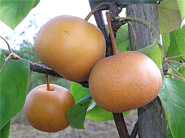 Chojuro Pear Tree Care: Cómo cultivar peras asiáticas Chojuro