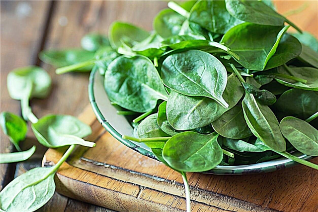 Зеленчуци с високо съдържание на фолиева киселина: Съвети за отглеждане на богати на фолиева киселина зеленчуци