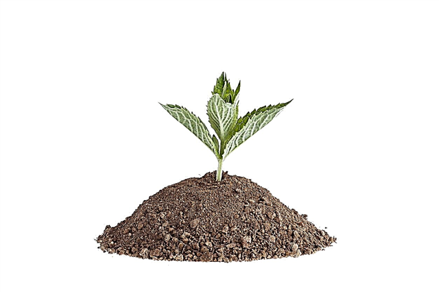 Gojenje mete iz semen: naučite se, kako posaditi metina semena