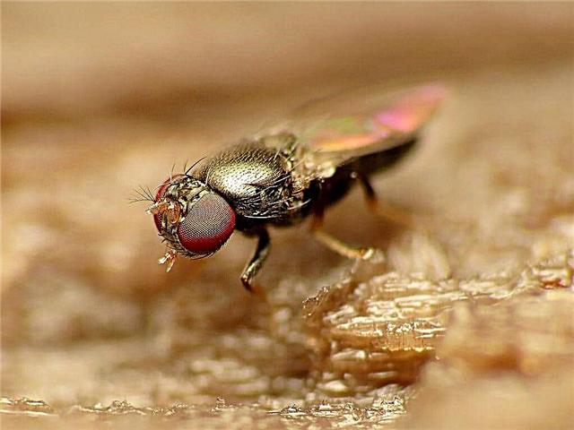 Svamp Gnat Vs. Shore Fly: Hur man säger svampnaggar och kustflugor isär
