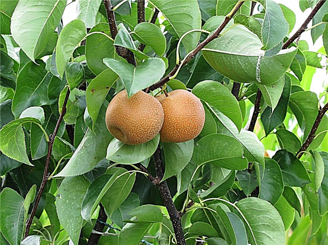 Informações sobre a primeira pera asiática - Aprenda sobre as árvores de pera asiática Ichiban Nashi
