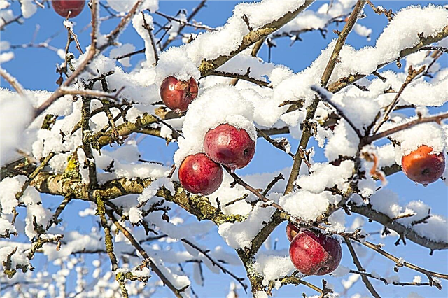 Ābolu koku saaukstēšanās: ko darīt ar āboliem ziemā