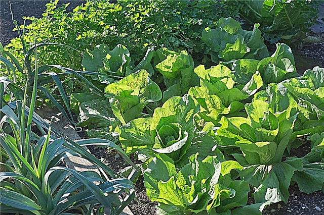 Informationen zur Winterdichte - So züchten Sie Salatpflanzen mit Winterdichte