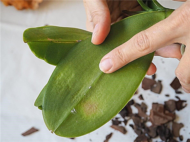 Substância pegajosa nas folhas da orquídea - O que causa as folhas pegajosas da orquídea