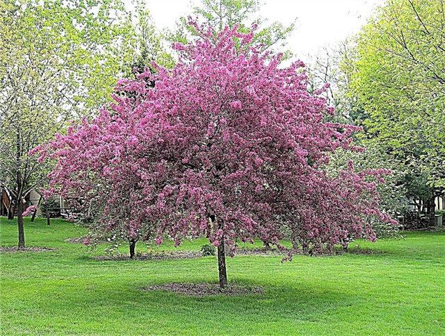 Requisitos de alimentação Crabapple: Aprenda a fertilizar uma árvore Crabapple