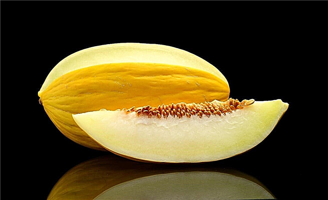 Informasi Canary Melon: Menumbuhkan Canary Melon Di Kebun