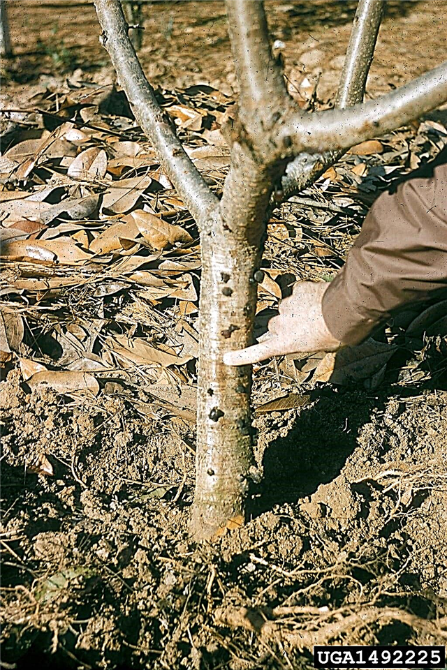 Korenina gnilobe breskve, korenina - Kako zdraviti breskev s gnilobo fitoftora