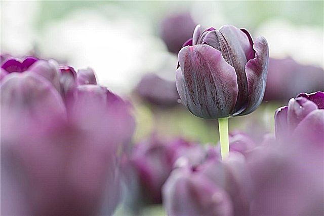 Tulip Cottage Cottage - Aprenda sobre variedades de tulipa tardias