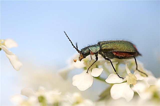Problemas com insetos com alcaravia - Dicas para o controle de pragas de alcaravia nos jardins