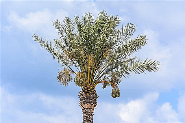 Füttern einer Palme: Erfahren Sie, wie Sie Palmen düngen