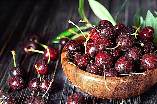 „Attika“ vyšnių priežiūra: kaip auginti „Attika“ vyšnių medį