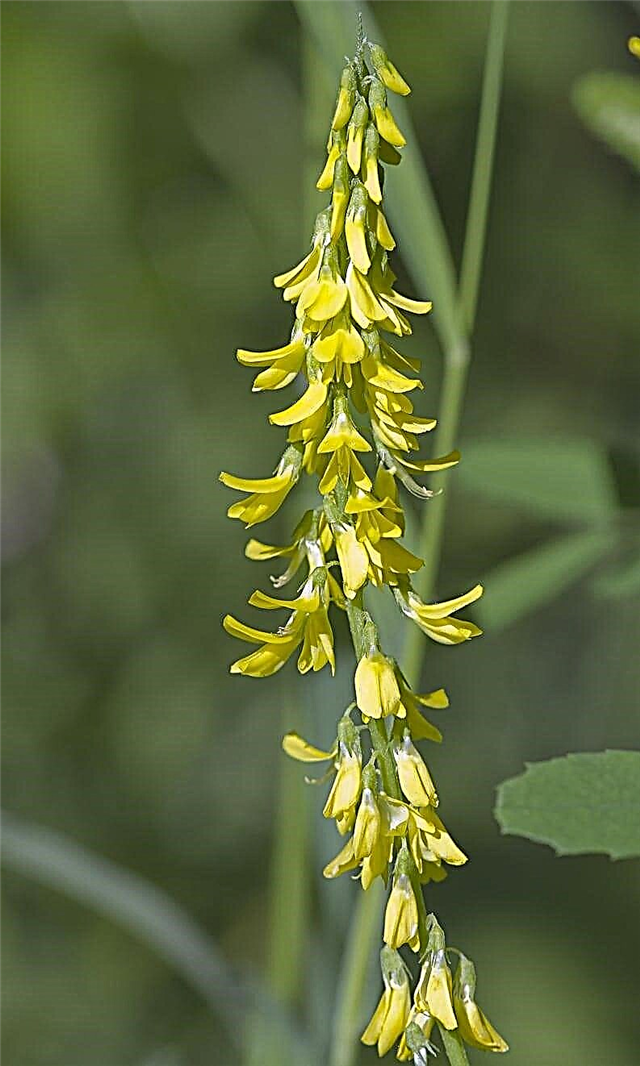 Yellow Sweetclover Management - Bestrijding van gele Sweetclover-planten