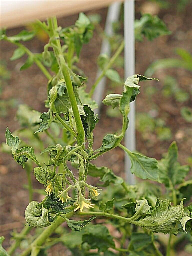 Tomato Fusarium Wilt: Jak ovládat Fusarium Wilt na rajčatových rostlinách