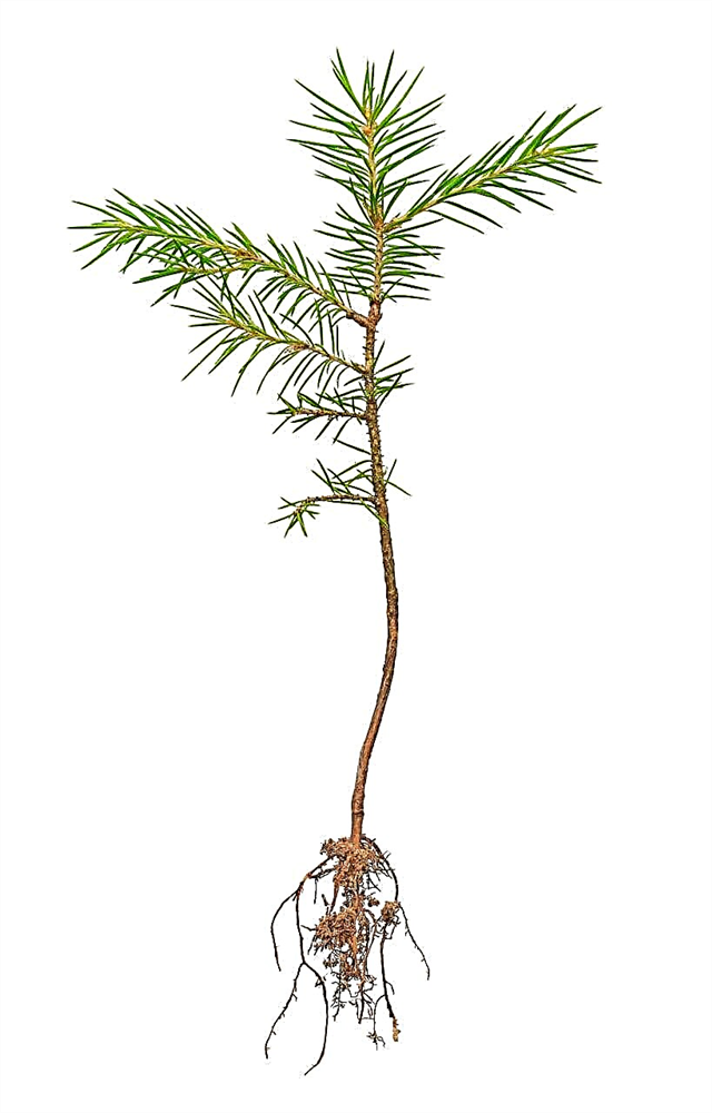Can You Root Pine Branchs - Οδηγός διάδοσης κοπής κωνοφόρων