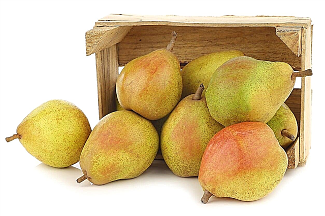 Comice Pearsとは：Comice Pear Tree Careについて学ぶ