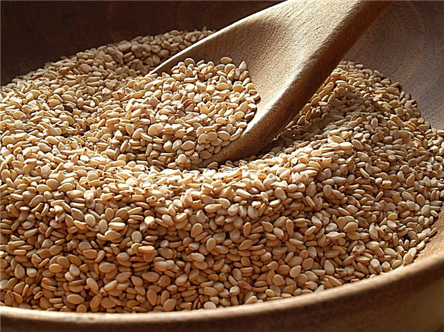 Sezamova rastlinska semena: za kaj sezam uporablja